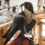 Im Erlebnismuseum Lernort Natur