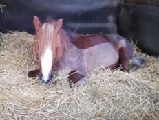 Ein kleines Fohlen liegt im Stroh