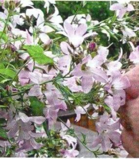 Botanischer Blindengarten Radeberg